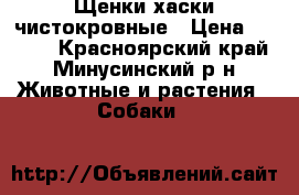 Щенки хаски чистокровные › Цена ­ 8 000 - Красноярский край, Минусинский р-н Животные и растения » Собаки   